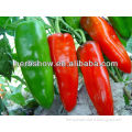 All Kinds Of Green/Red/ Hybird F1/Red Pepper Seeds